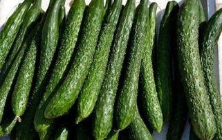 减肥可以吃瓜尖,轻松享瘦新体验